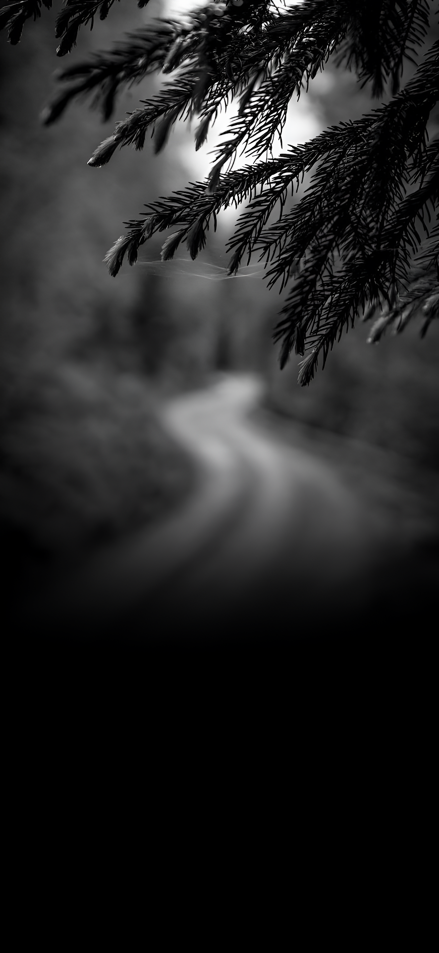 Dark Forest Road Pine Branches Monochrome Nature Path - Free 4K mobile Wallpaper