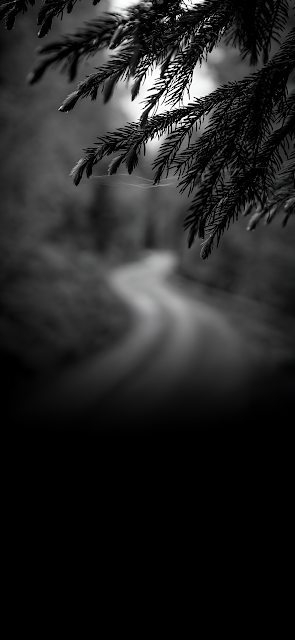 Dark Forest Road Pine Branches Monochrome Nature Path - Free mobile Wallpaper