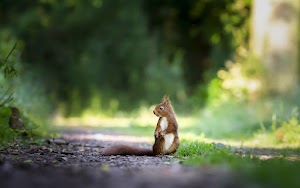Squirrel Wallpaper