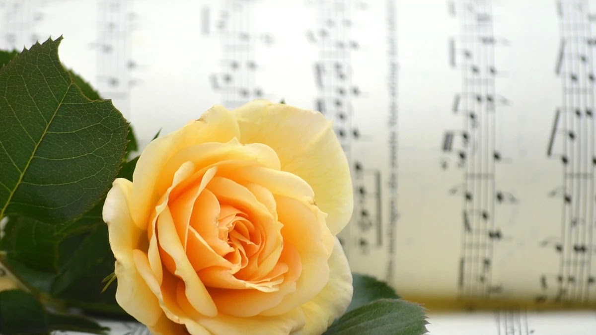 영상 배경음악 사용 시 저작권 면책 조건과 사례 분석