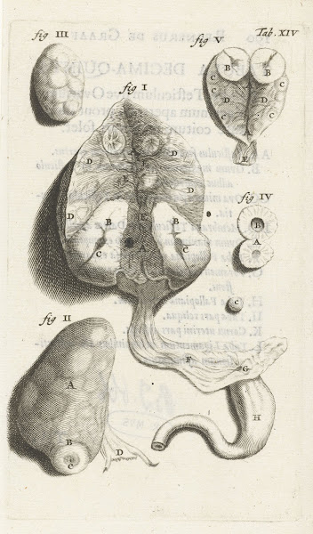 Anatomical detail image of various female genitalia 1672