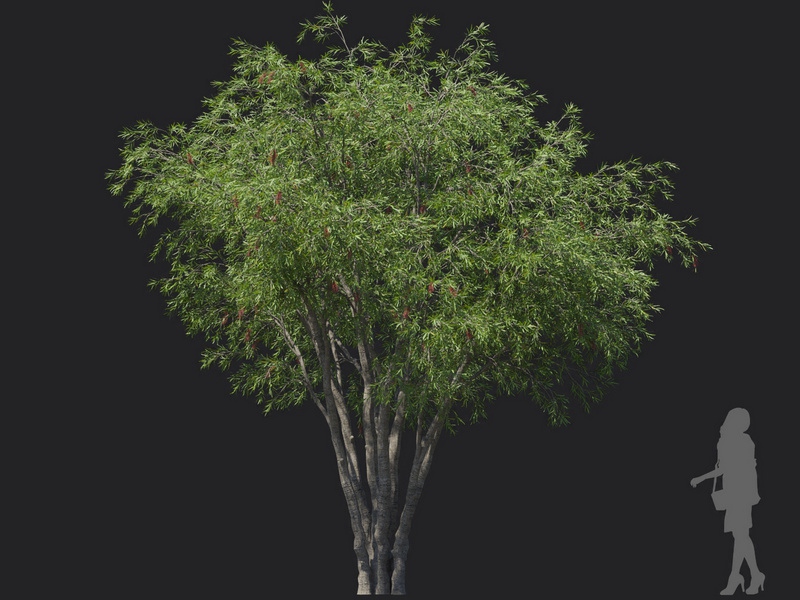 Maxtree - Plant Models Vol.121