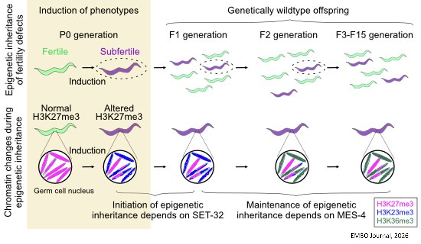 Transgenerational inheritance of altered H3K27me3 in wild-type Caenorhabditis elegans