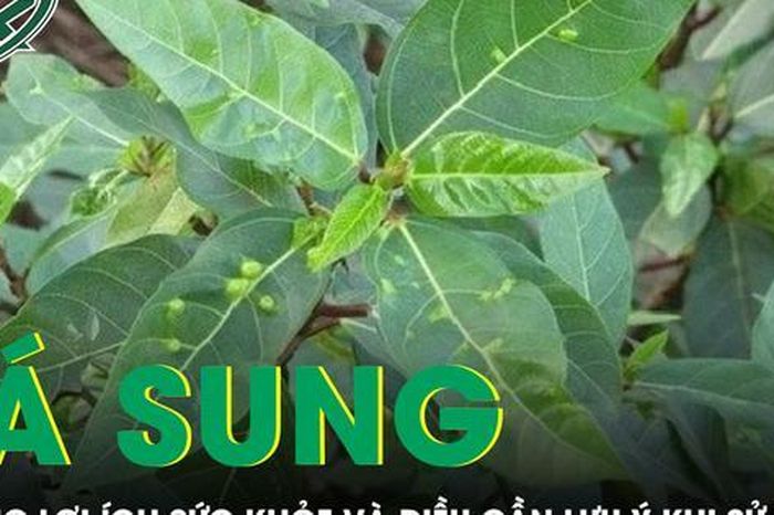 Lá sung có phải 'thần dược' như lời đồn? - Báo Sức Khỏe &amp; Đời Sống