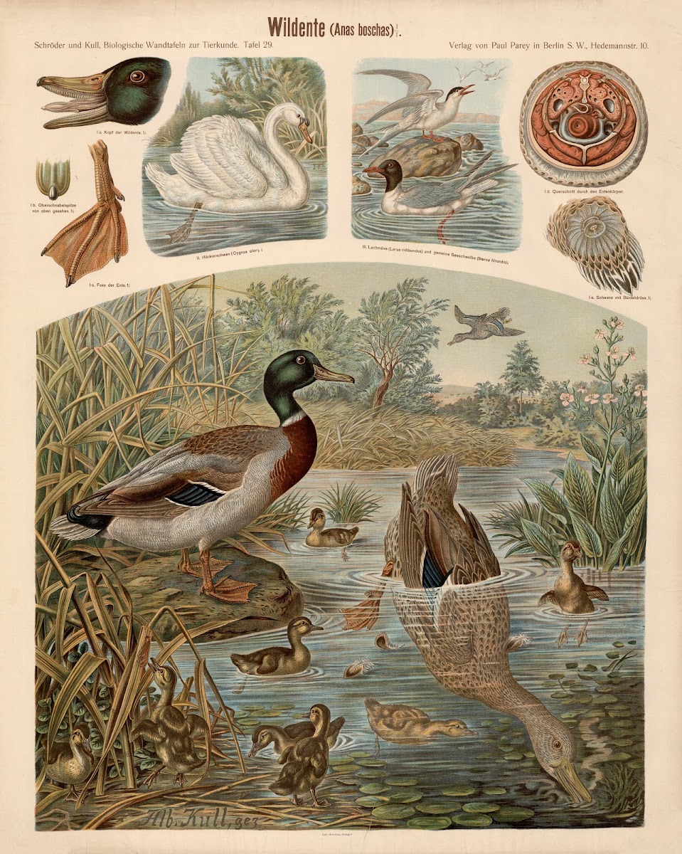 Wild duck Anas boschas