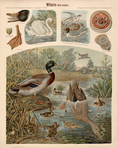 Wild duck Anas boschas