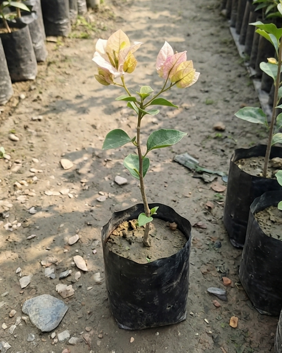 Imported Demonic Butterfly Bougainvillea Plant — view 2