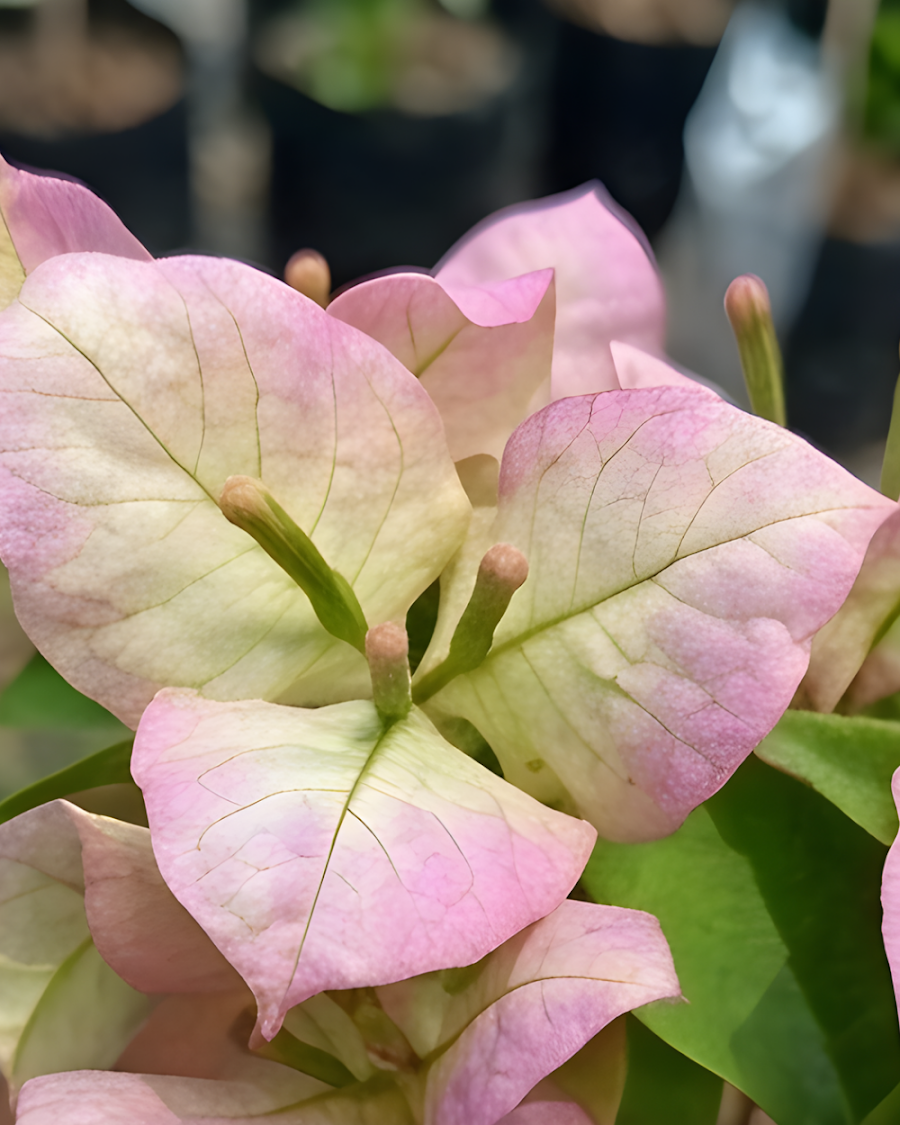 Imported Wajid Butterfly Bougainvillea Plant — view 6