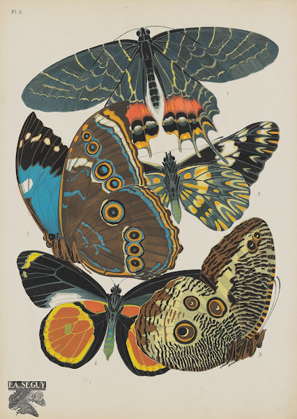 Papillons Pl02 1920