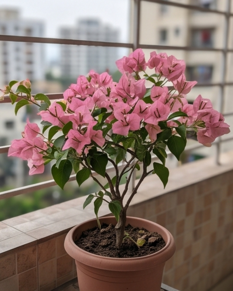 Imported Pink Panas Bougainvillea Plant — view 6