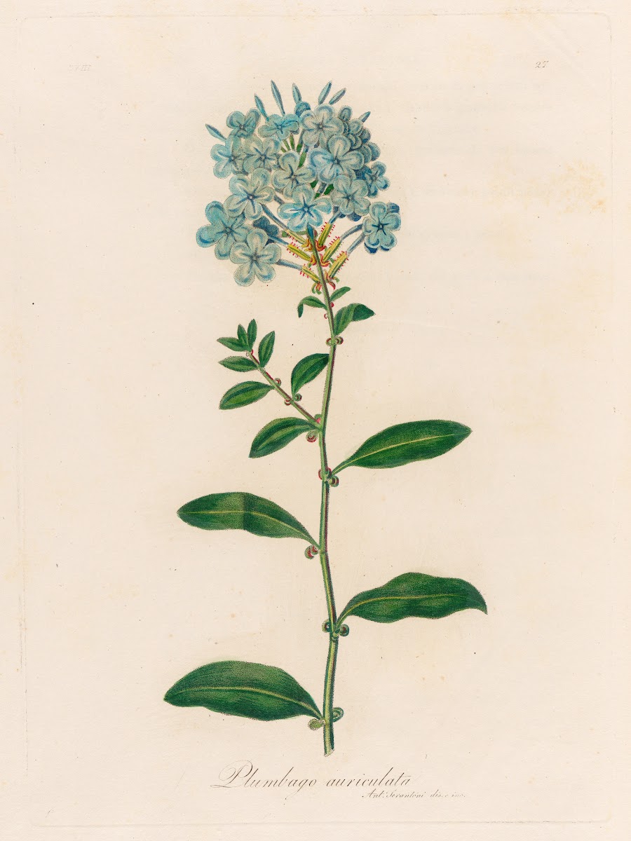 Plumbago auriculata 1818 1824