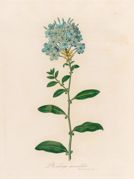 Plumbago auriculata 1818 1824