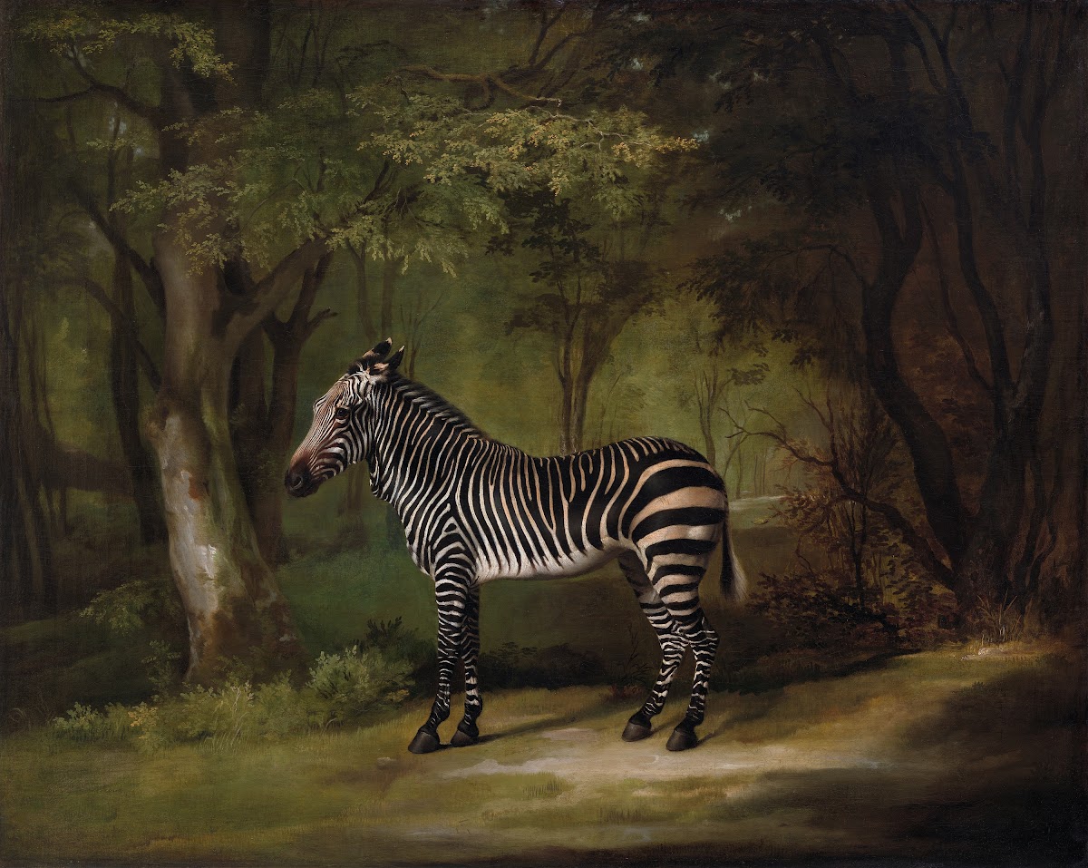 Zebra 1763