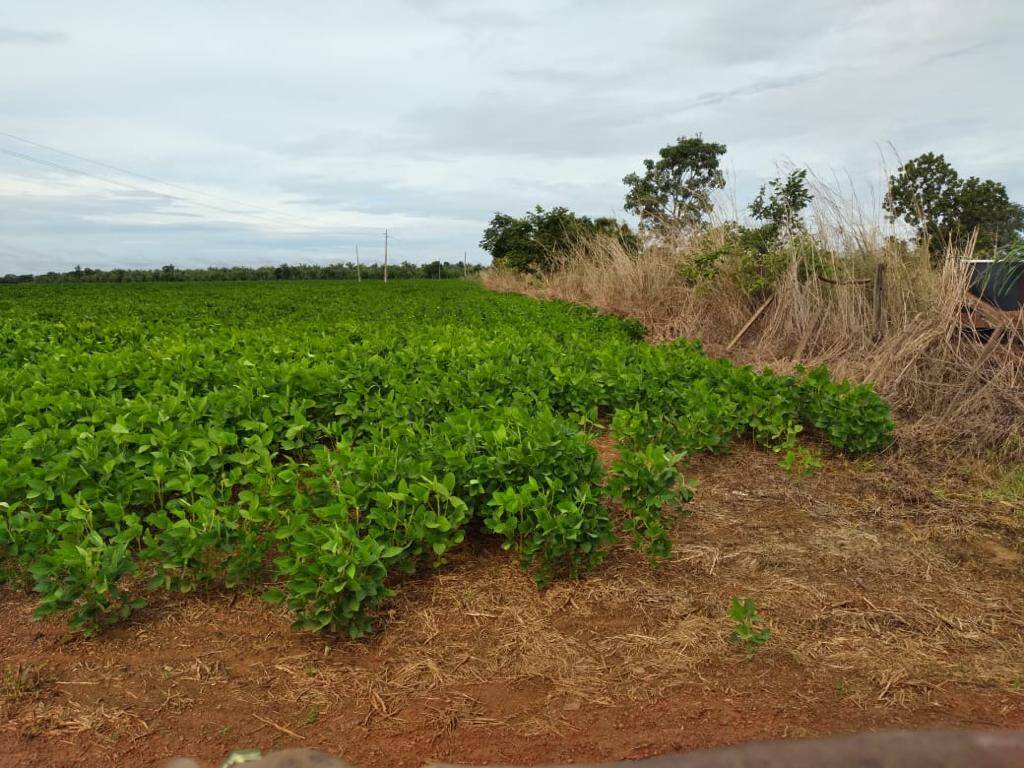Fazenda no Município de São Félix do Araguaia - MT 4