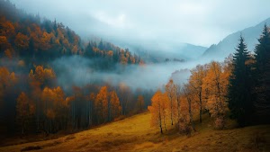 Autumn Wallpaper