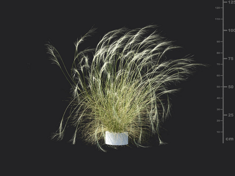 Maxtree - Plant Models Vol.115
