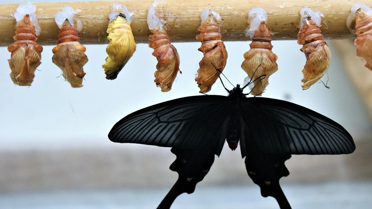 미드저니 최신 버전별 사용법과 스타일 적용 차이