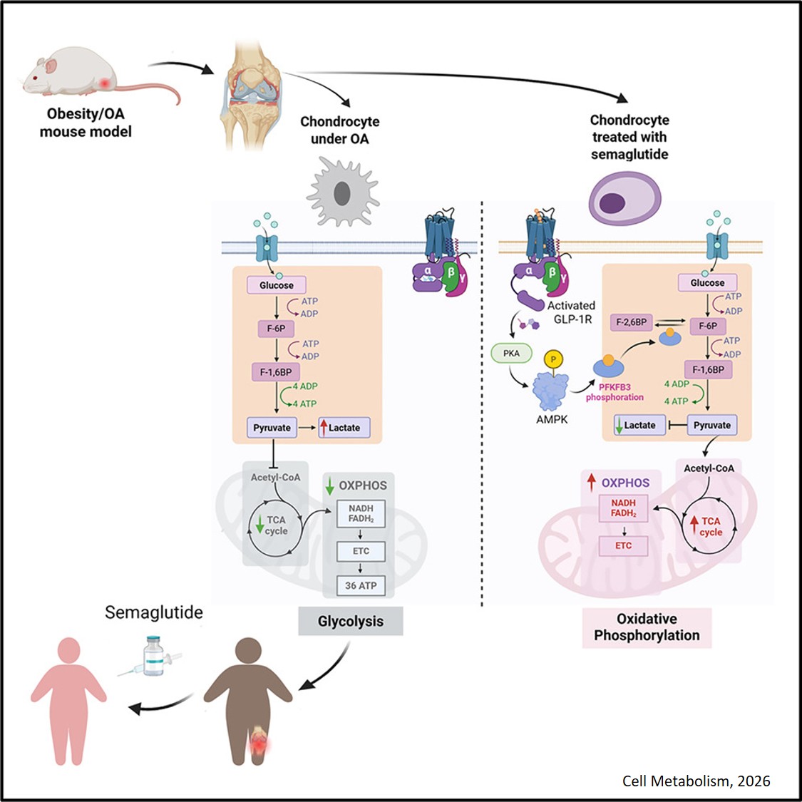 Semaglutide ameliorates osteoarthritis progression through a weight loss-independent metabolic restoration mechanism