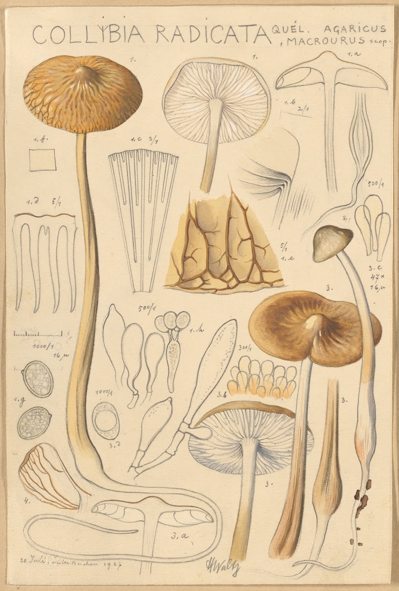 Collybia radicata 1915 1945
