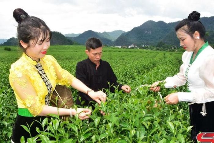 Viết tiếp câu chuyện đặc sản địa phương bằng 'tấm vé' OCOP - Báo Sơn La