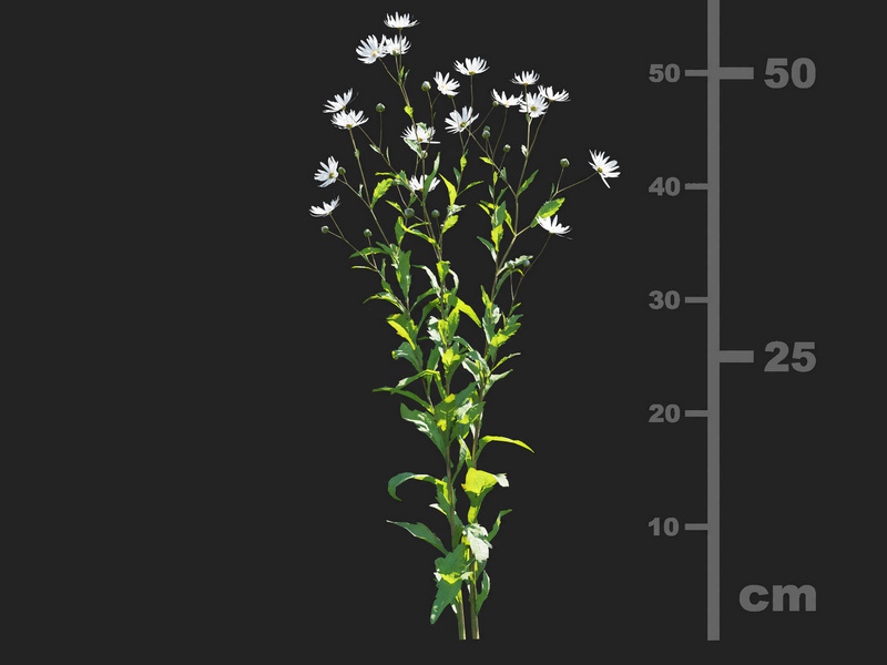Maxtree - Plant Models Vol.112