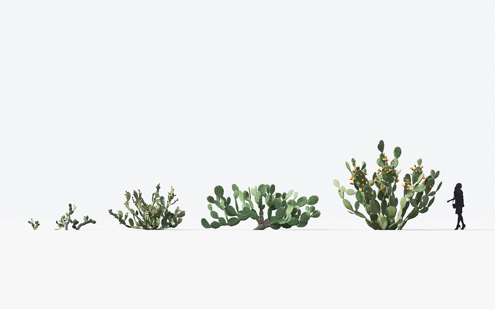 Maxtree - Plant Models Vol.17