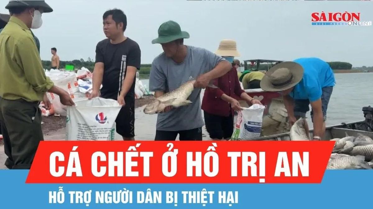 Hỗ trợ người dân bị thiệt hại do cá chết ở hồ Trị An - Báo Sài Gòn Giải Phóng