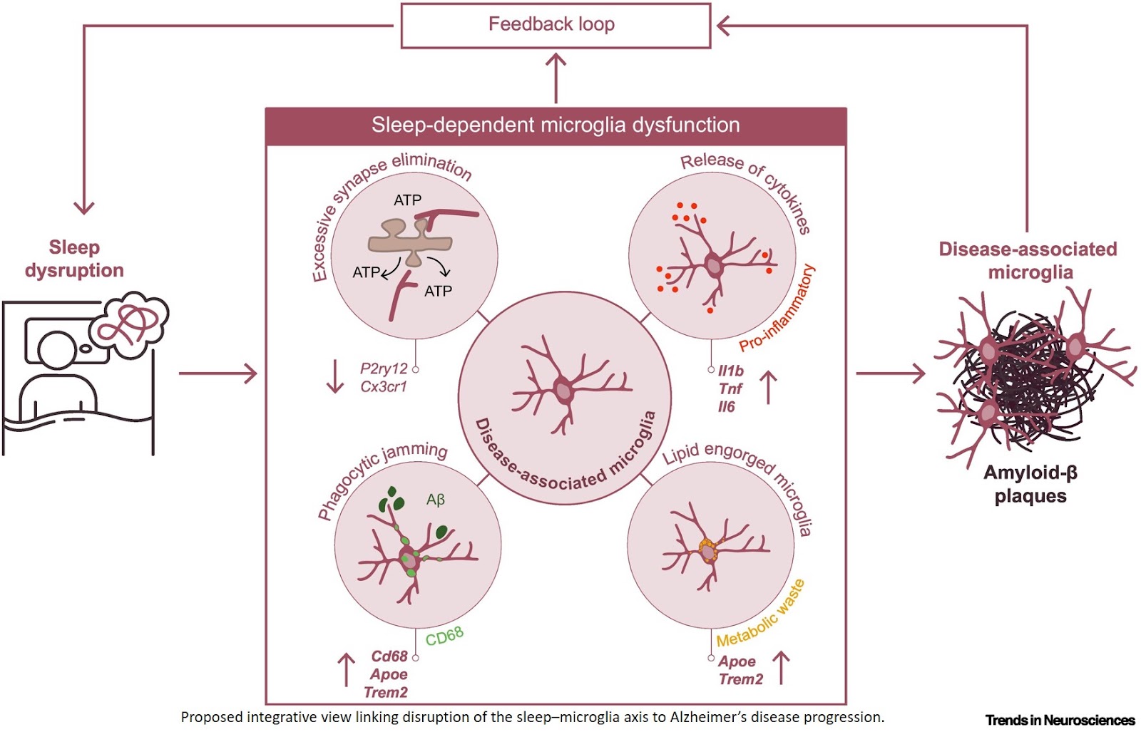 Sleep-dependent microglial functions in Alzheimer’s disease