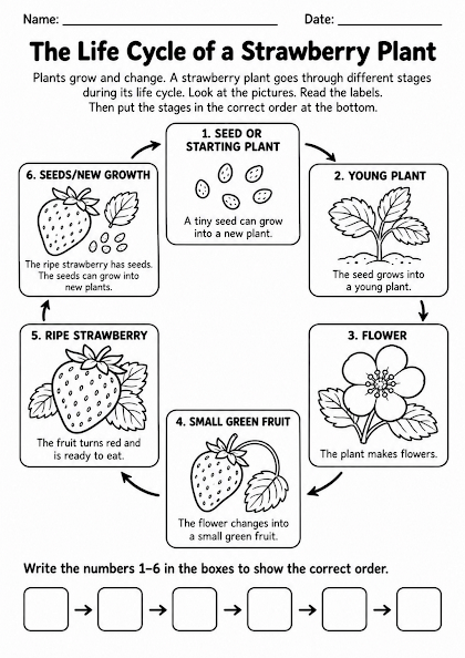 Strawberry Life Cycle Worksheet
