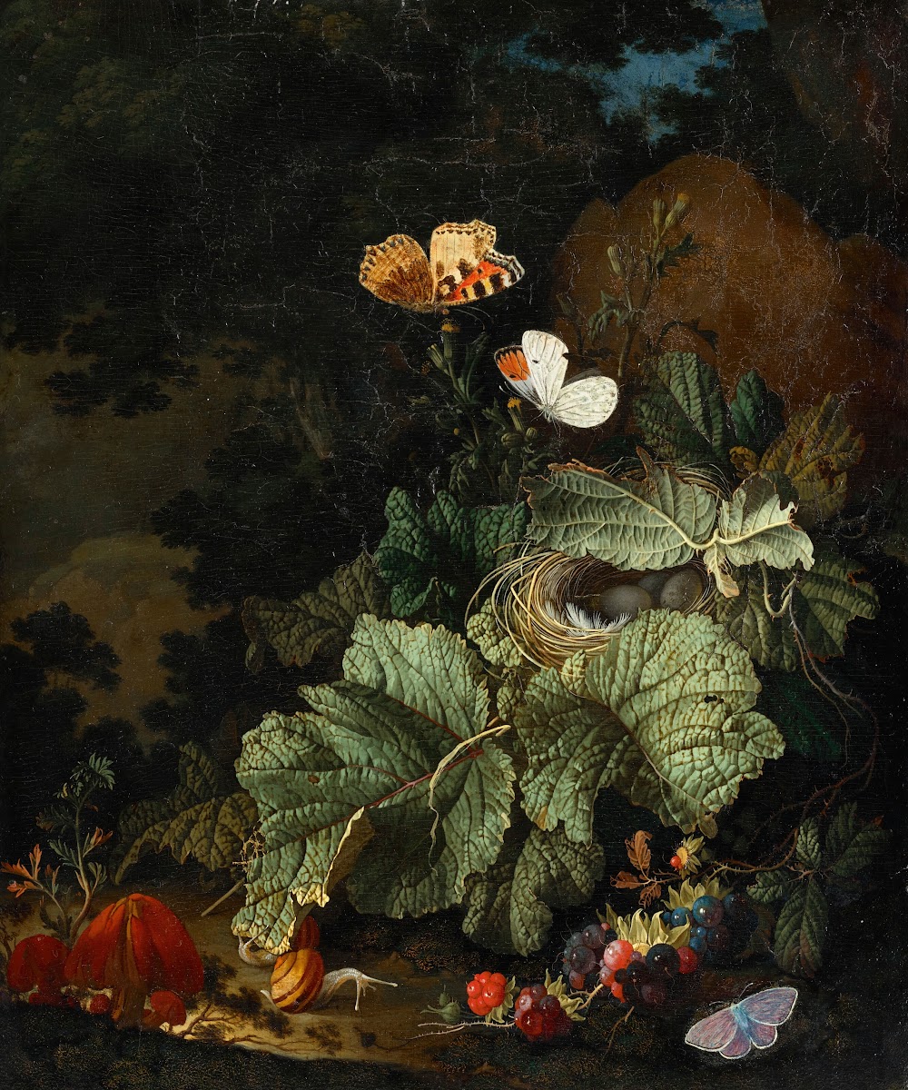A forest floor still life with a birds nest toadstools snails boysenberries auro