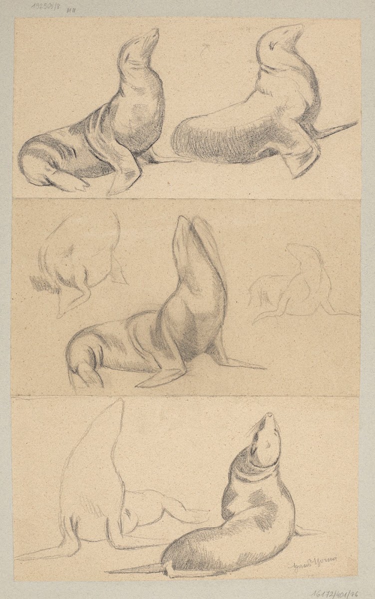 Seven Studies of Seals 1884