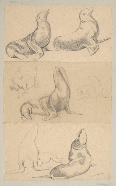 Seven Studies of Seals 1884