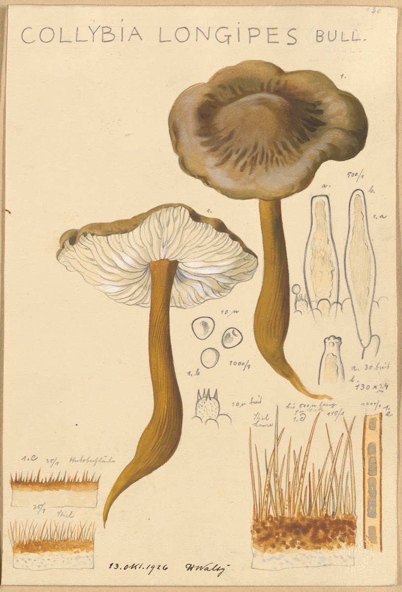 Collybia longipes 1915 1945