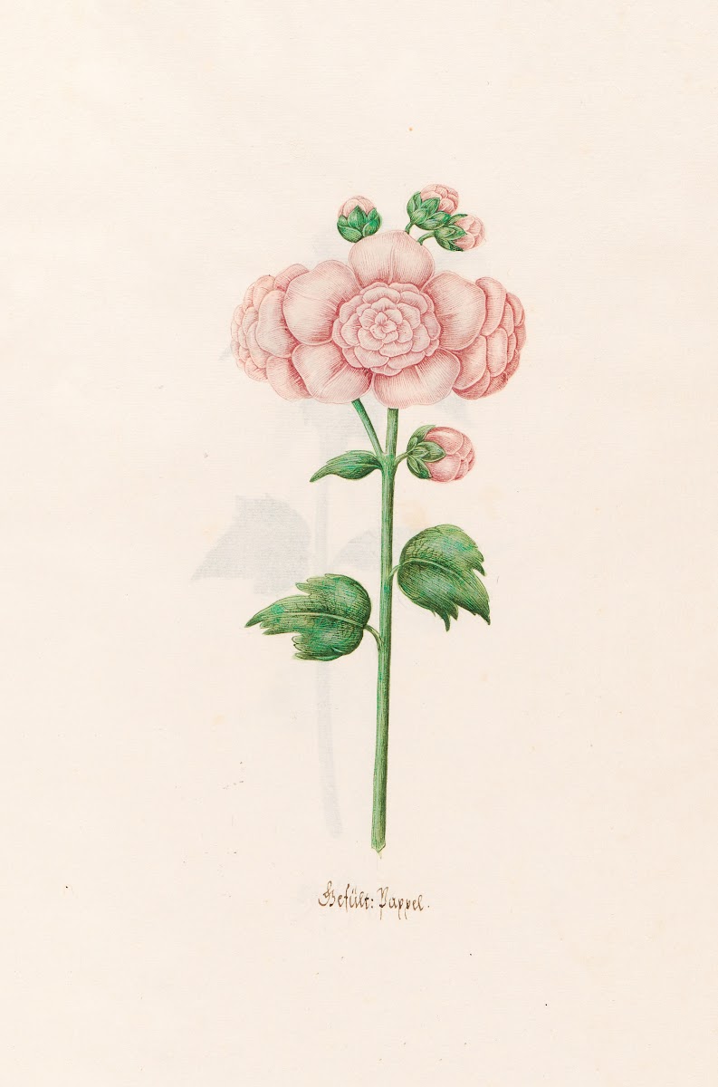 Gefült Pappel 1692