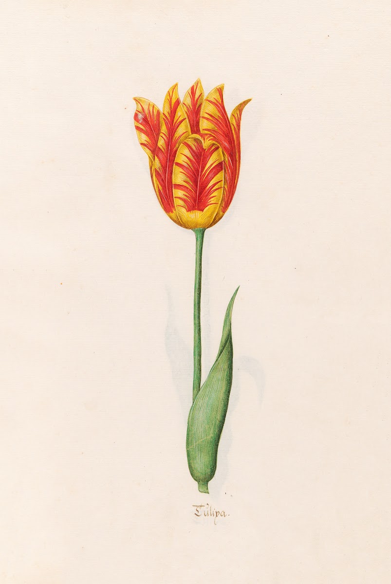 Tülipa 1692