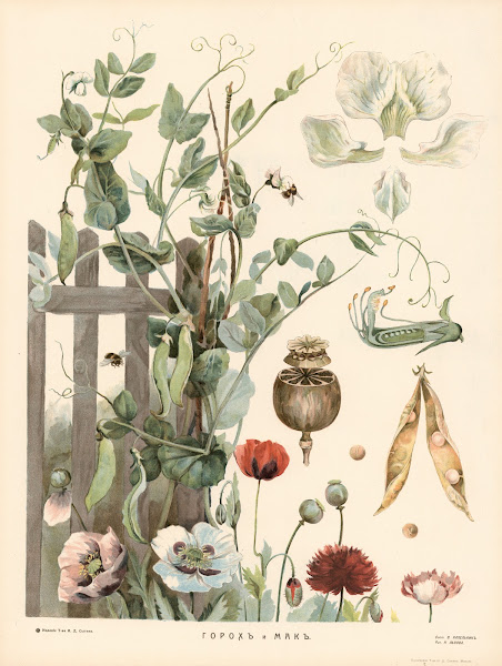 Pea and poppy 1910