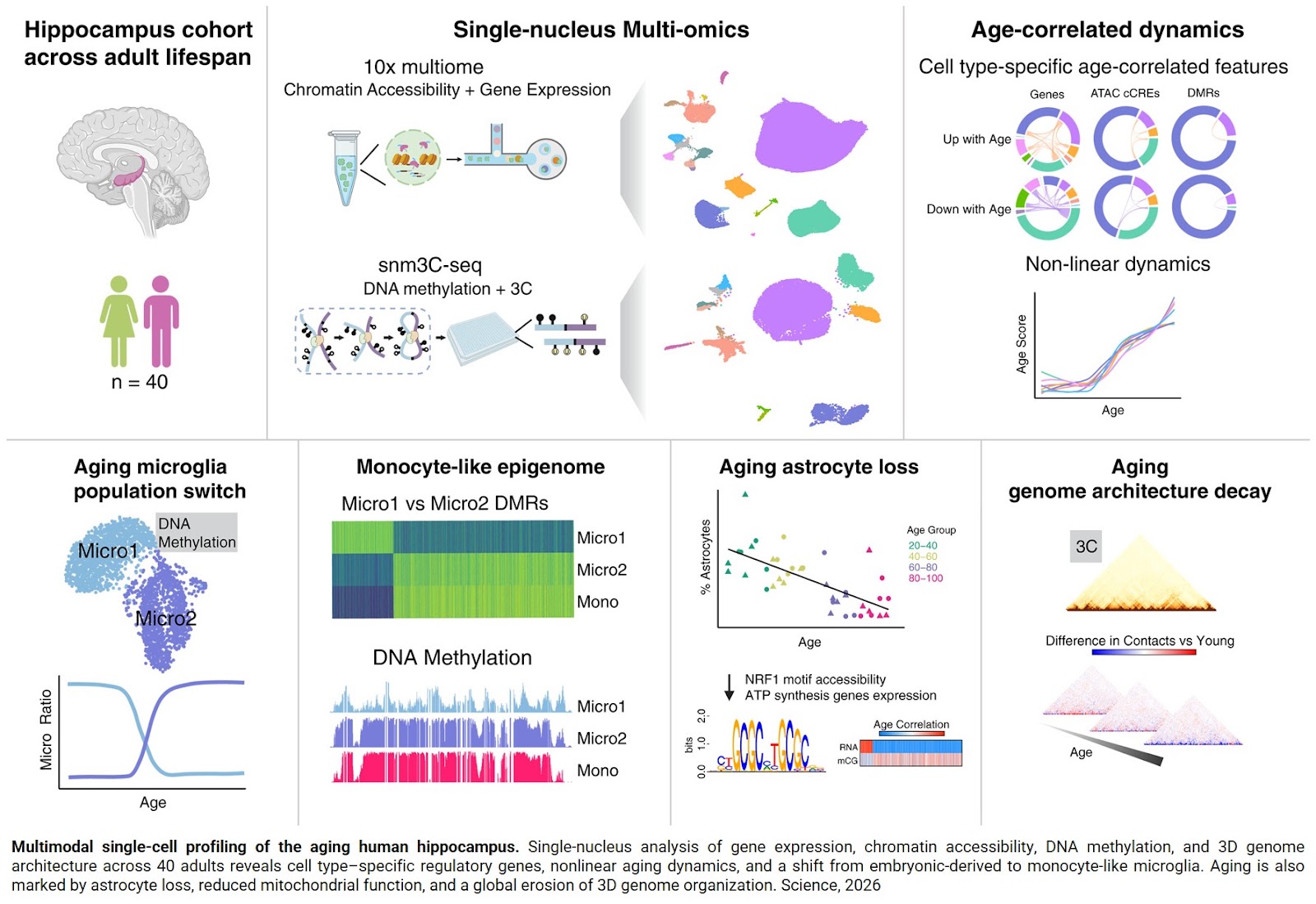 Brain immune cells during human aging