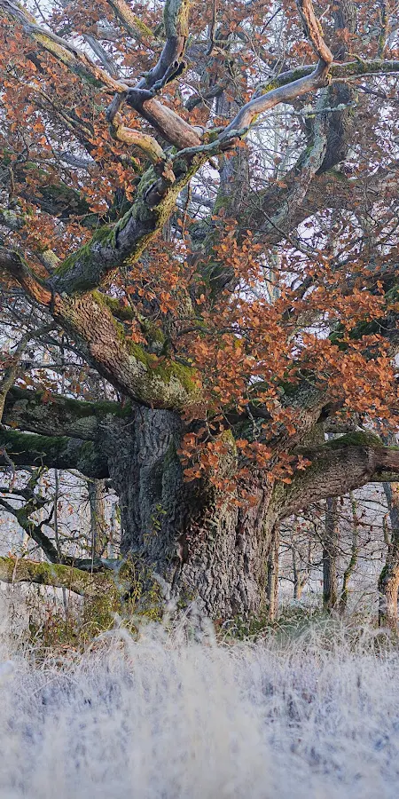 Nature, Outdoors, Fall, Trees, Plants 4K Phone Wallpaper