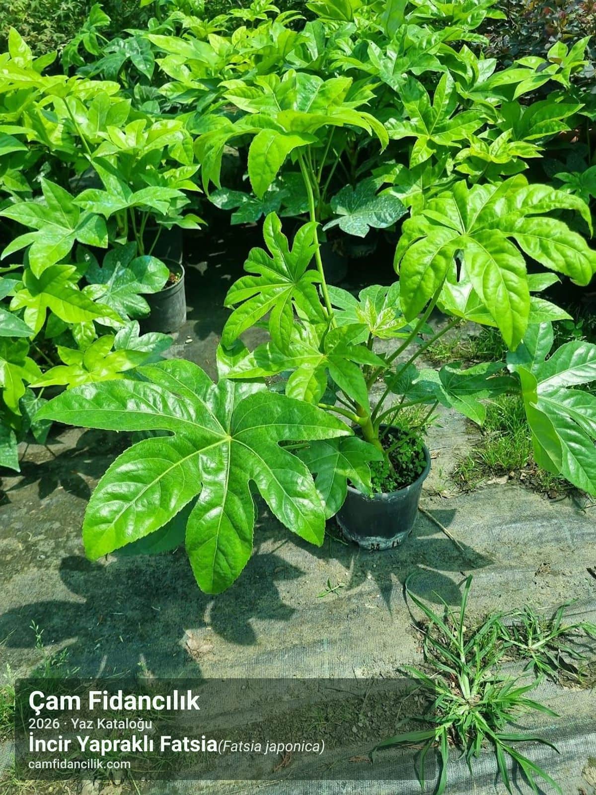 Əncir Yarpağı Fatsia