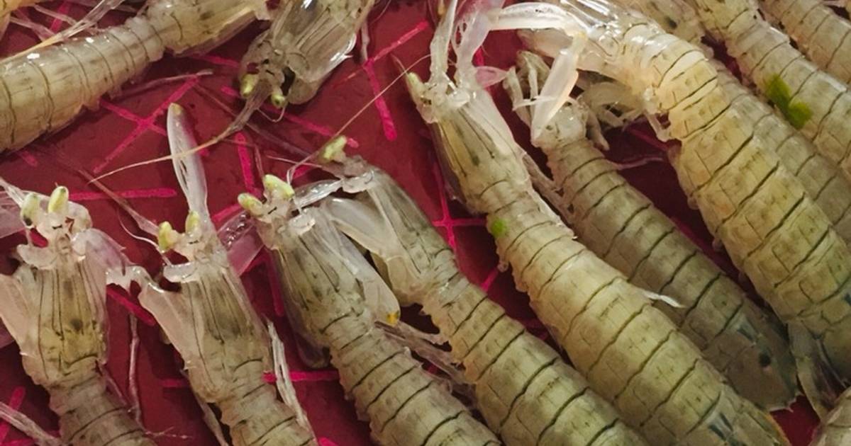 Tôm tích biển hấp