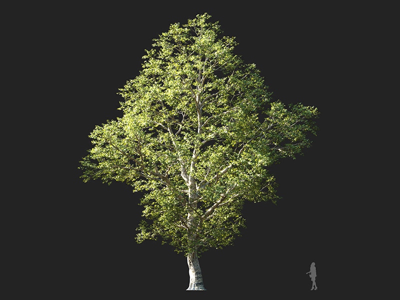Maxtree - Plant Models Vol.132