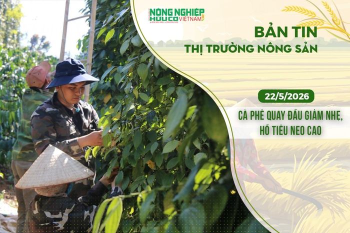 Thị trường nông sản 22/5/2026: Cà phê quay đầu giảm nhẹ, hồ tiêu neo cao - Nông nghiệp Hữu cơ Việt Nam