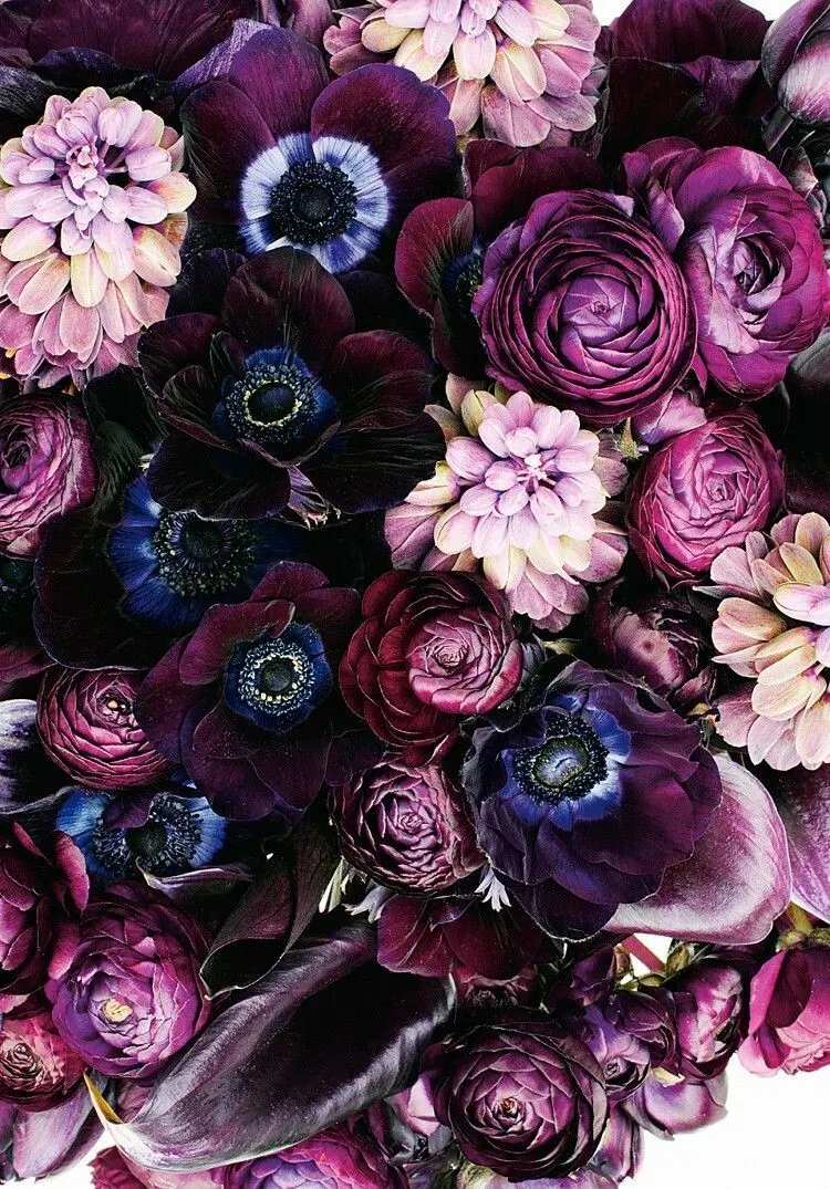 Anemone, Ranunculus, Purple, Floral iPhone Wallpaper Background