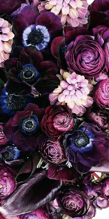Anemone, Ranunculus, Purple, Floral iPhone Phone Wallpaper