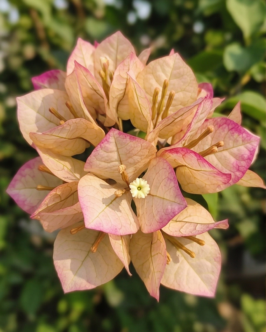 Imported 7 Star Bougainvillea Plant — view 4