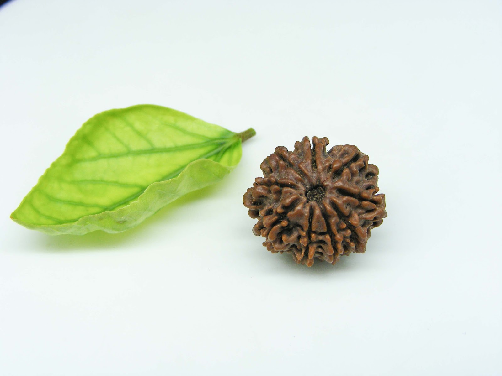 Natural 9 Mukhi Rudraksha