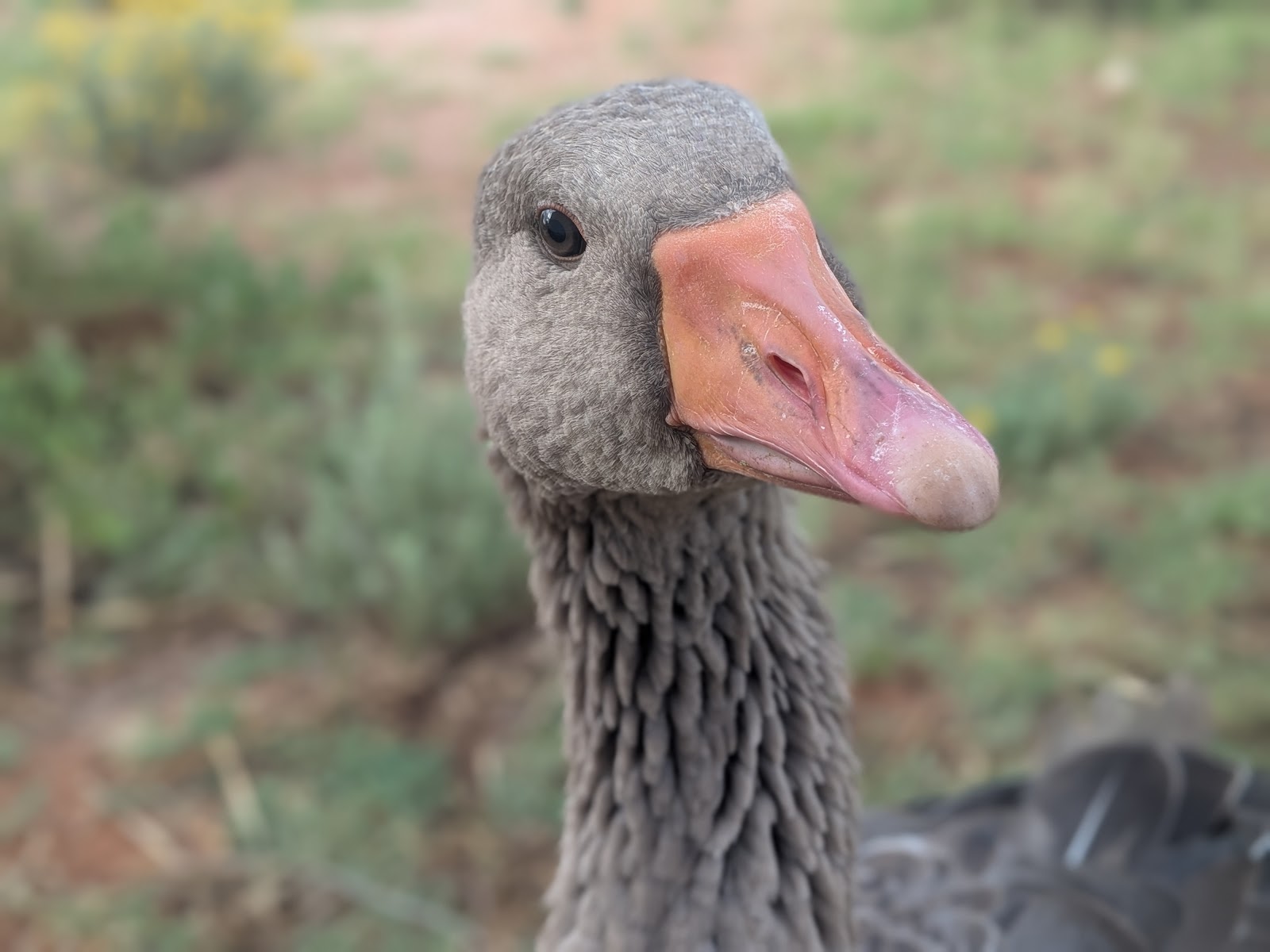 Toulouse Goose