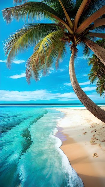 Tropical Beach Picture