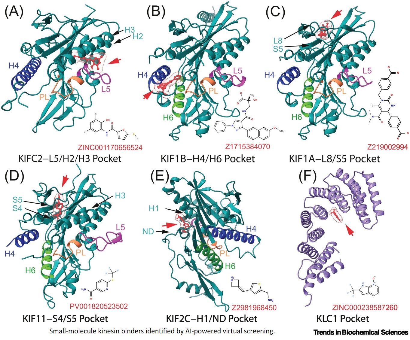 Targeting kinesins!