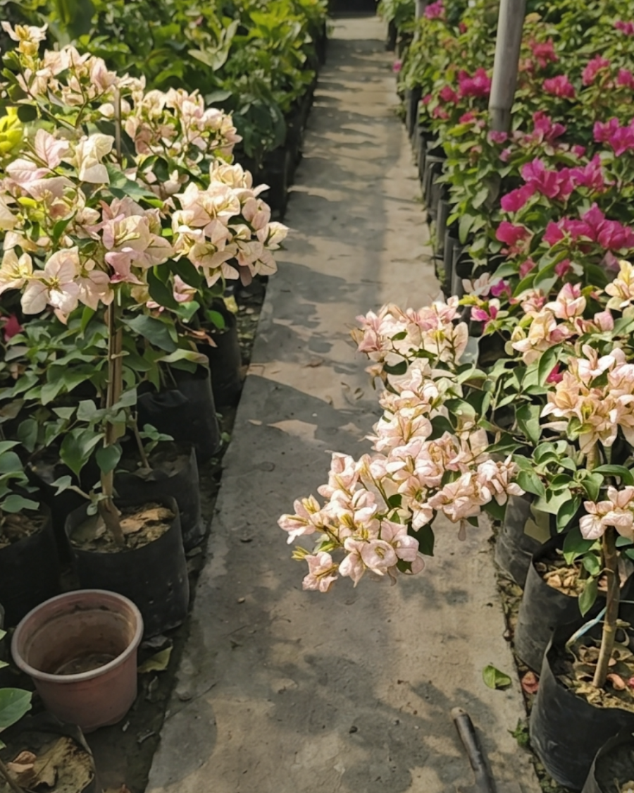 Imported Demonic Butterfly Bougainvillea Plant — view 4